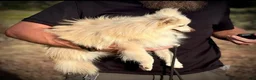 Pomsky dogs for sale: Andy - Ad 5
