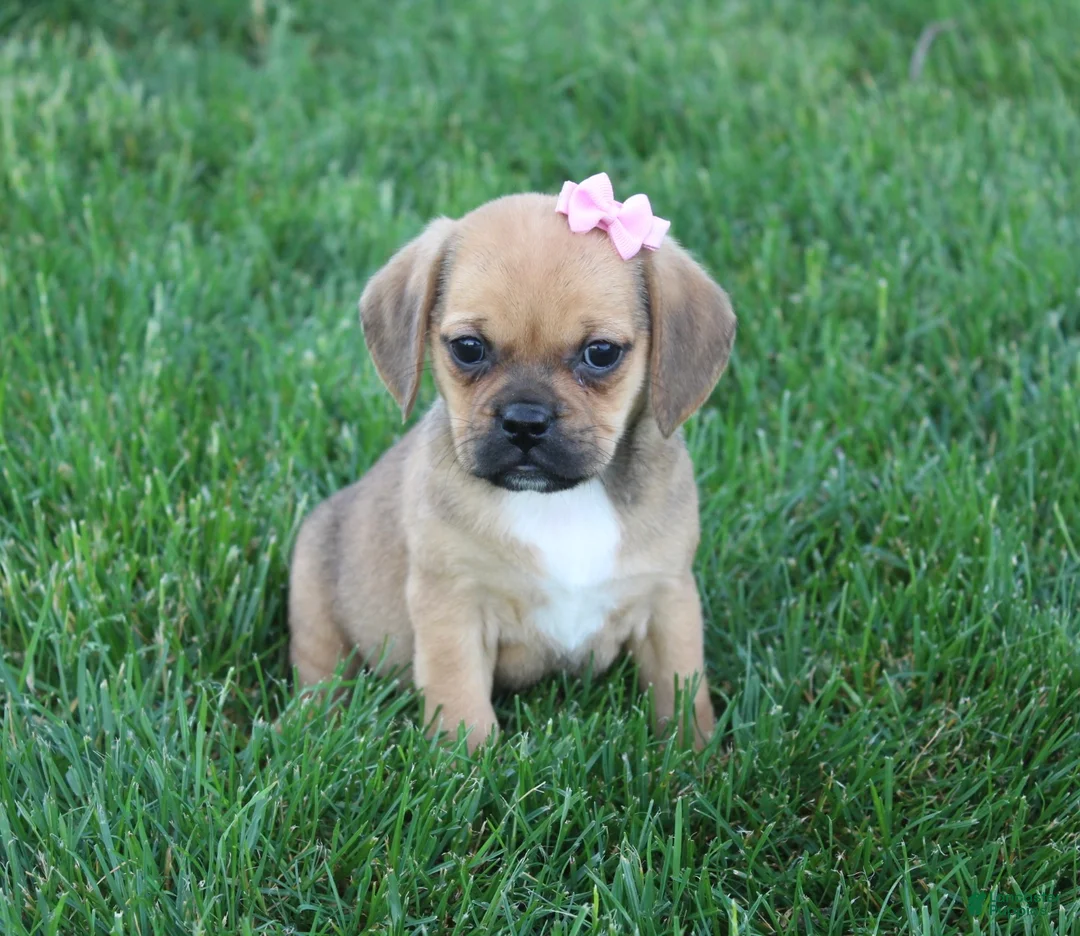 Puggle dogs for sale: Arvada  - Ad 2