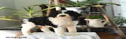 Standard Poodle dogs for sale: Donald - Ad 2
