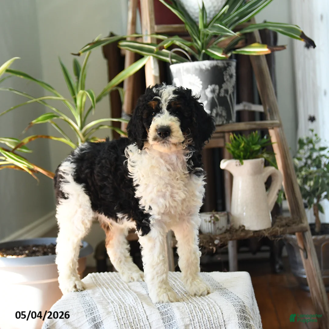 Standard Poodle dogs for sale: Donald - Ad 2