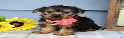 Yorkshire Terrier dogs for sale: Abby - Ad 6