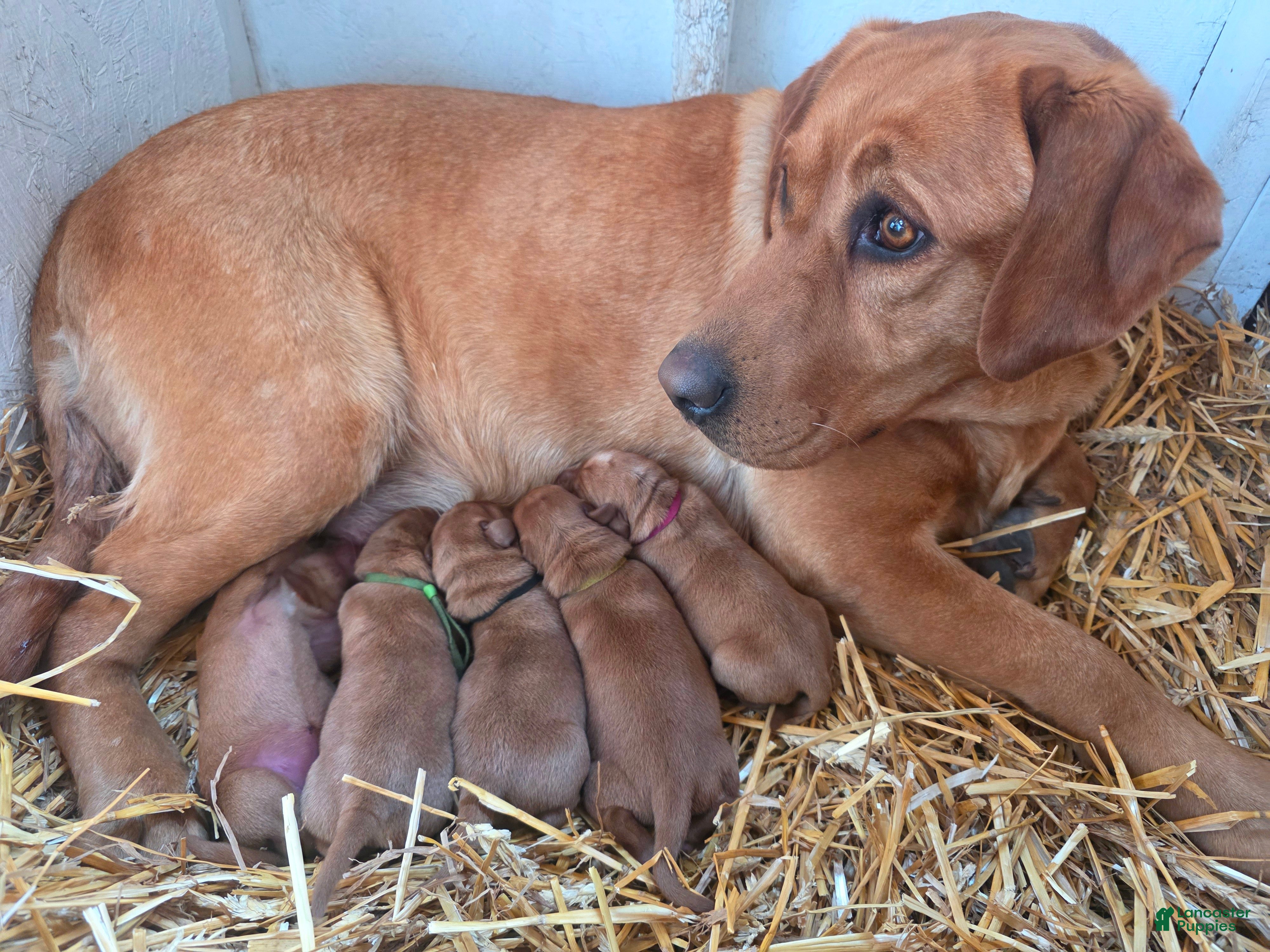 Labrador Retriever dogs Labrador Retriever Puppy 1 - Ad 2
