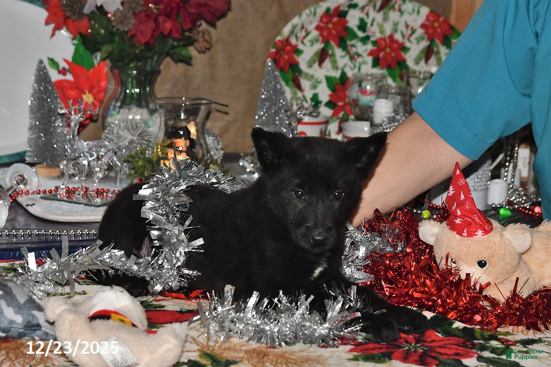 Belgian Malinois dogs for sale: Apollo - Ad 8