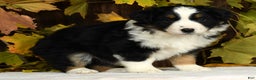 Miniature Australian Shepherd dogs for sale: Clove - Ad 9