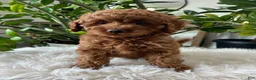 Cavapoo dogs for sale: Dixie  - Ad 6