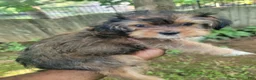 Shorkie dogs for sale: Drake - Ad 2