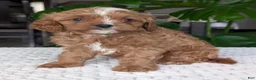 Cavapoo dogs for sale: Myles - Ad 10