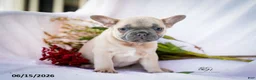 French Bulldog dogs for sale: Kingsley - Ad 3
