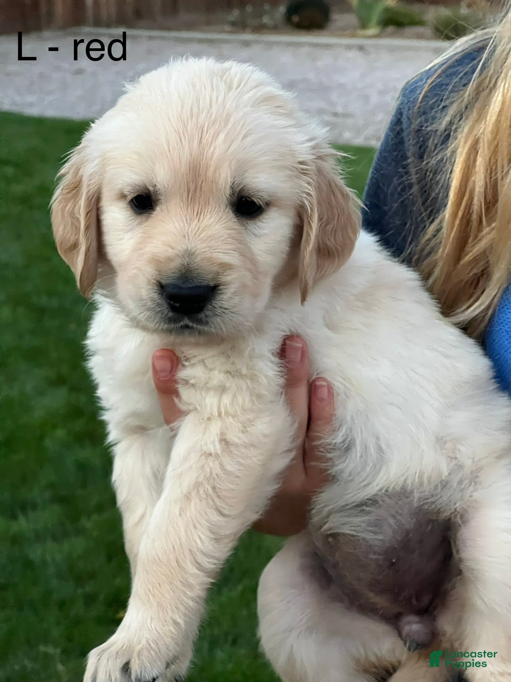 Golden Retriever dogs Navy - Ad 1