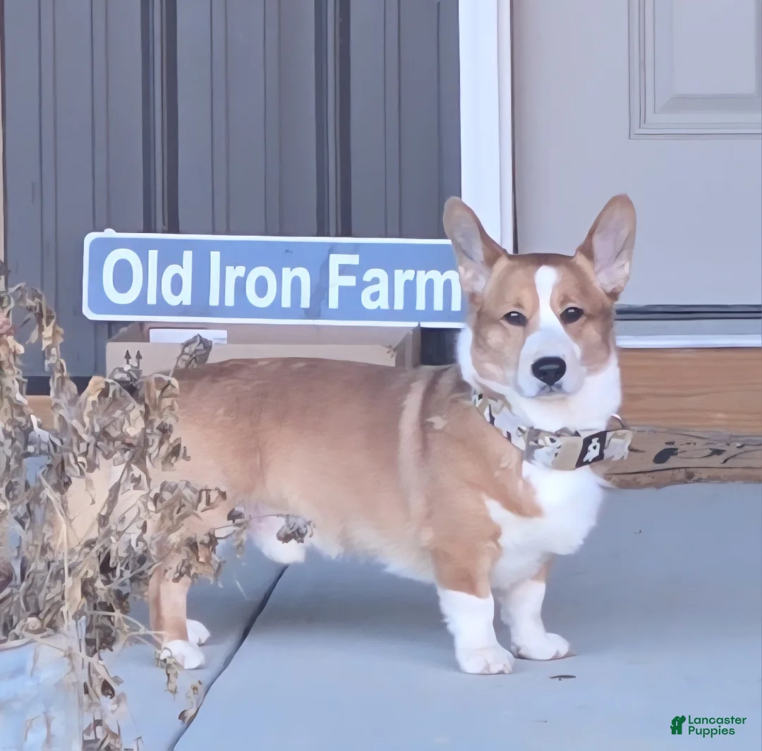 Welsh Corgi Cardigan dogs for sale: Welsh Corgi Cardigan Puppy 4 - Ad 4