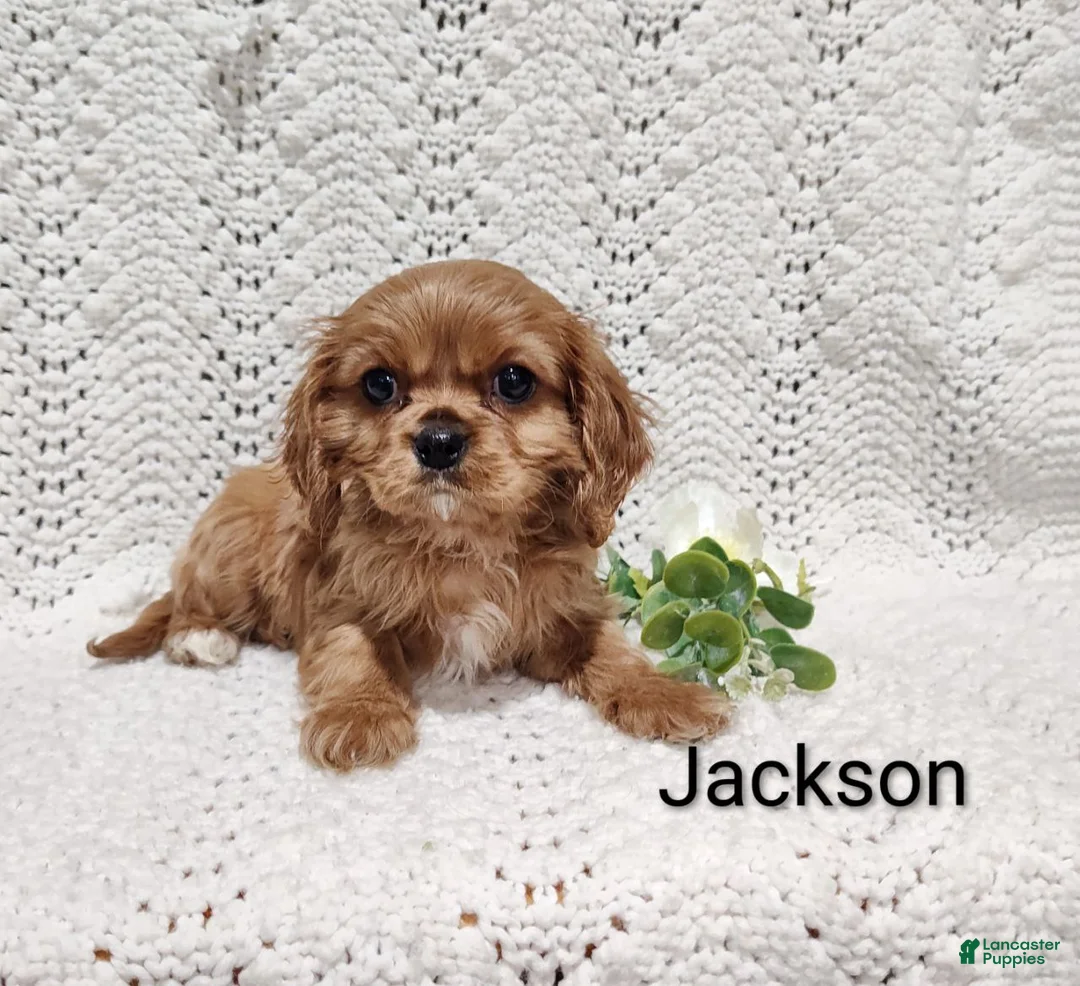 Cavalier King Charles Spaniel dogs for sale: Jackson  - Ad 6