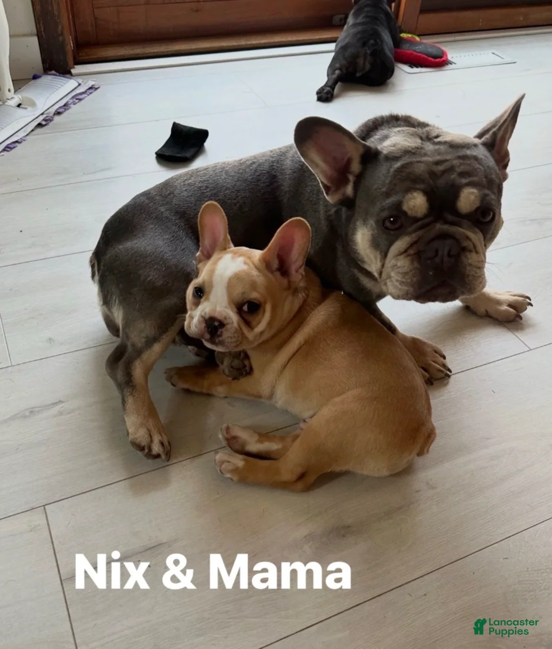 French Bulldog dogs for sale: Nix - Ad 4