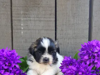 Teddy Bear dogs for sale: Rambo - Ad 2