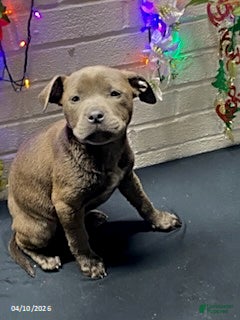 Mixed Breed dogs Miss Brown - Ad 1