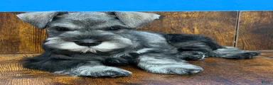 Miniature Schnauzer Puppy 3