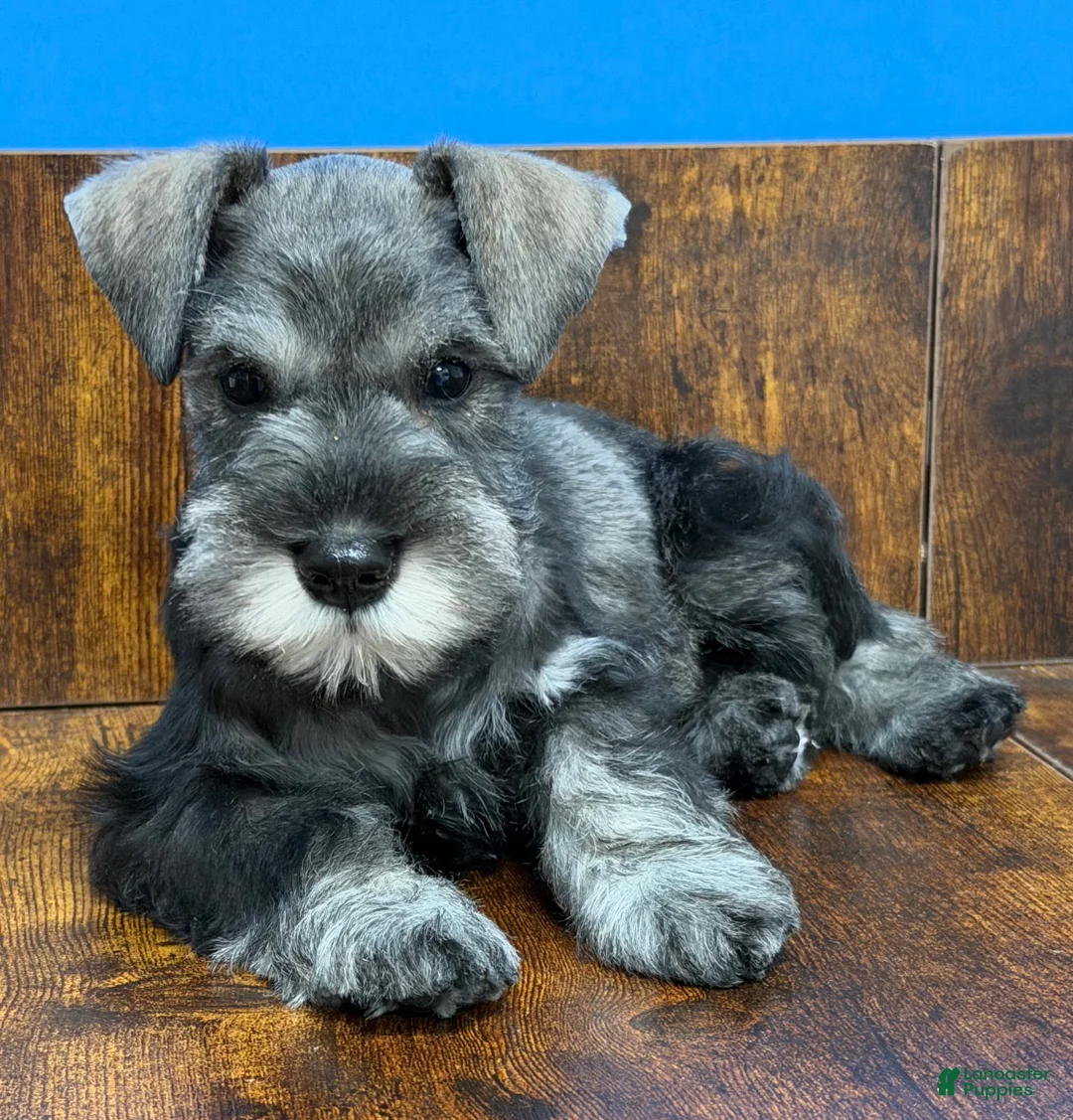 Miniature Schnauzer dogs for sale: Miniature Schnauzer Puppy 3 - Ad 1