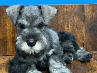 Miniature Schnauzer dogs for sale: Miniature Schnauzer Puppy 3 - Ad 1