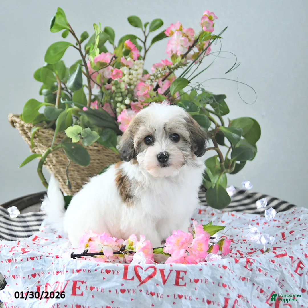 Havapoo dogs for sale: Enzo - Ad 3