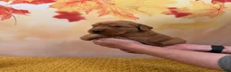 Golden Retriever dogs for sale: Hazel - Ad 10