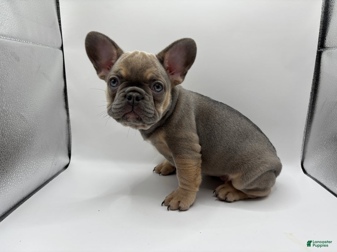 French Bulldog dogs for sale: French Bulldog Puppy 3 - Ad 2