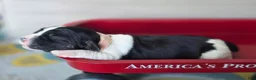 English Springer Spaniel dogs for sale: Coral - Ad 3