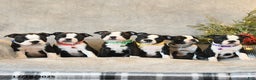 Boston Terrier dogs for sale: Skipper - Ad 5