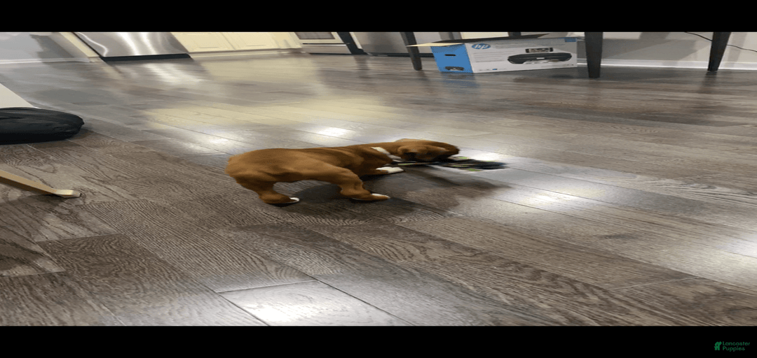 Gallery Image {{count}}