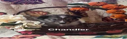 Shetland Sheepdog dogs for sale: Chandler  - Ad 7