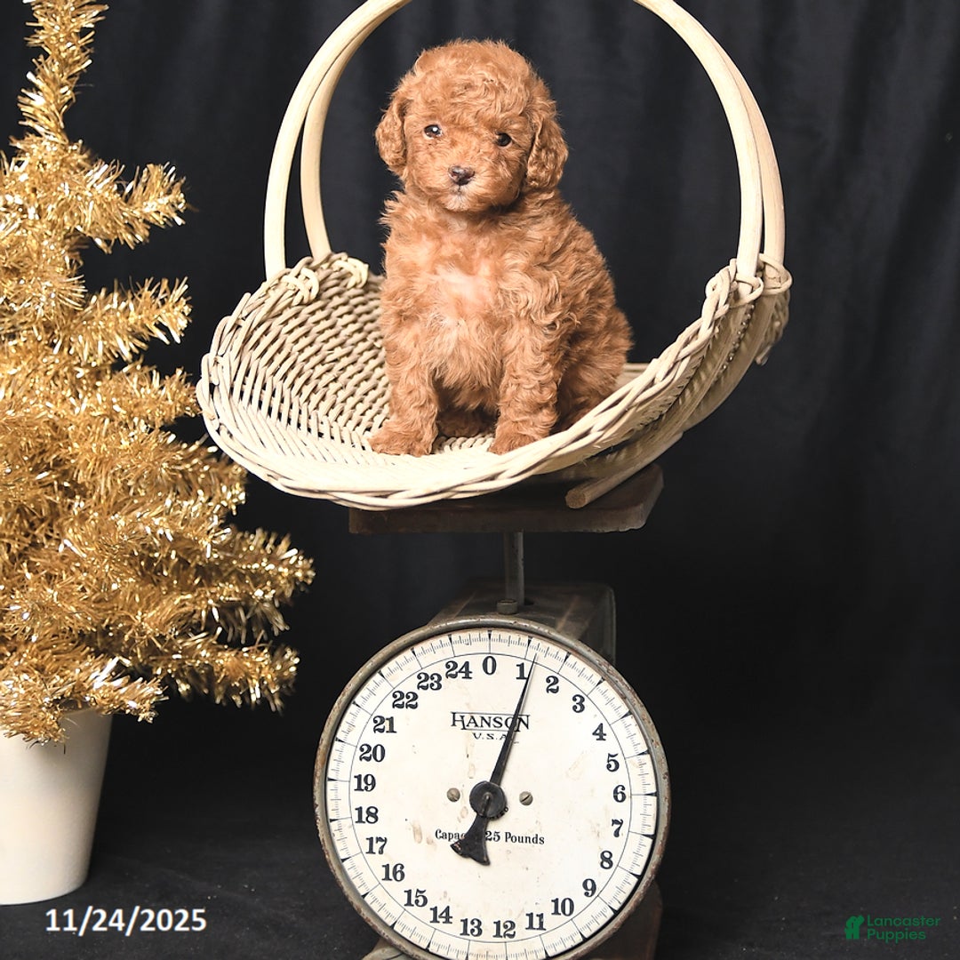 Toy Poodle dogs for sale: Tiny Destiny - Ad 4