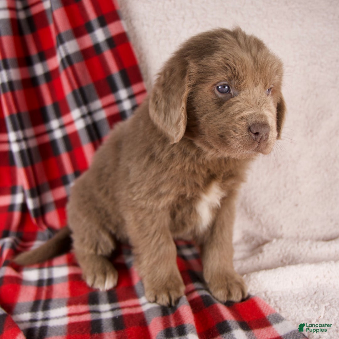 Newfoundland dogs for sale: Fletcher - Ad 2