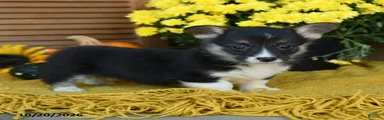 Daisy