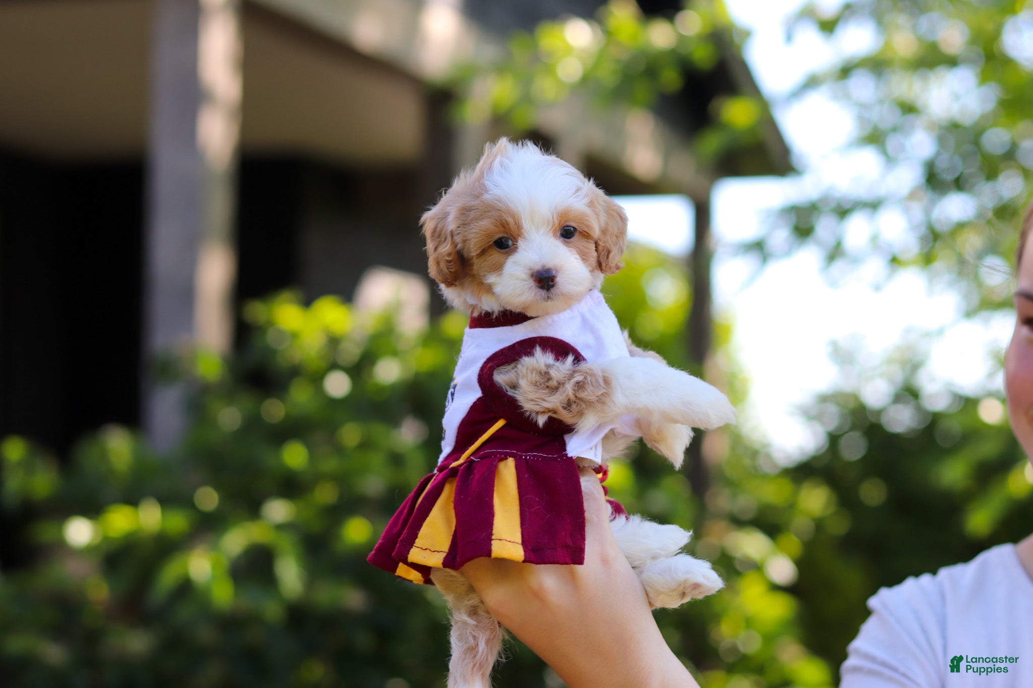 Cavapoo dogs for sale: Haven - Ad 2