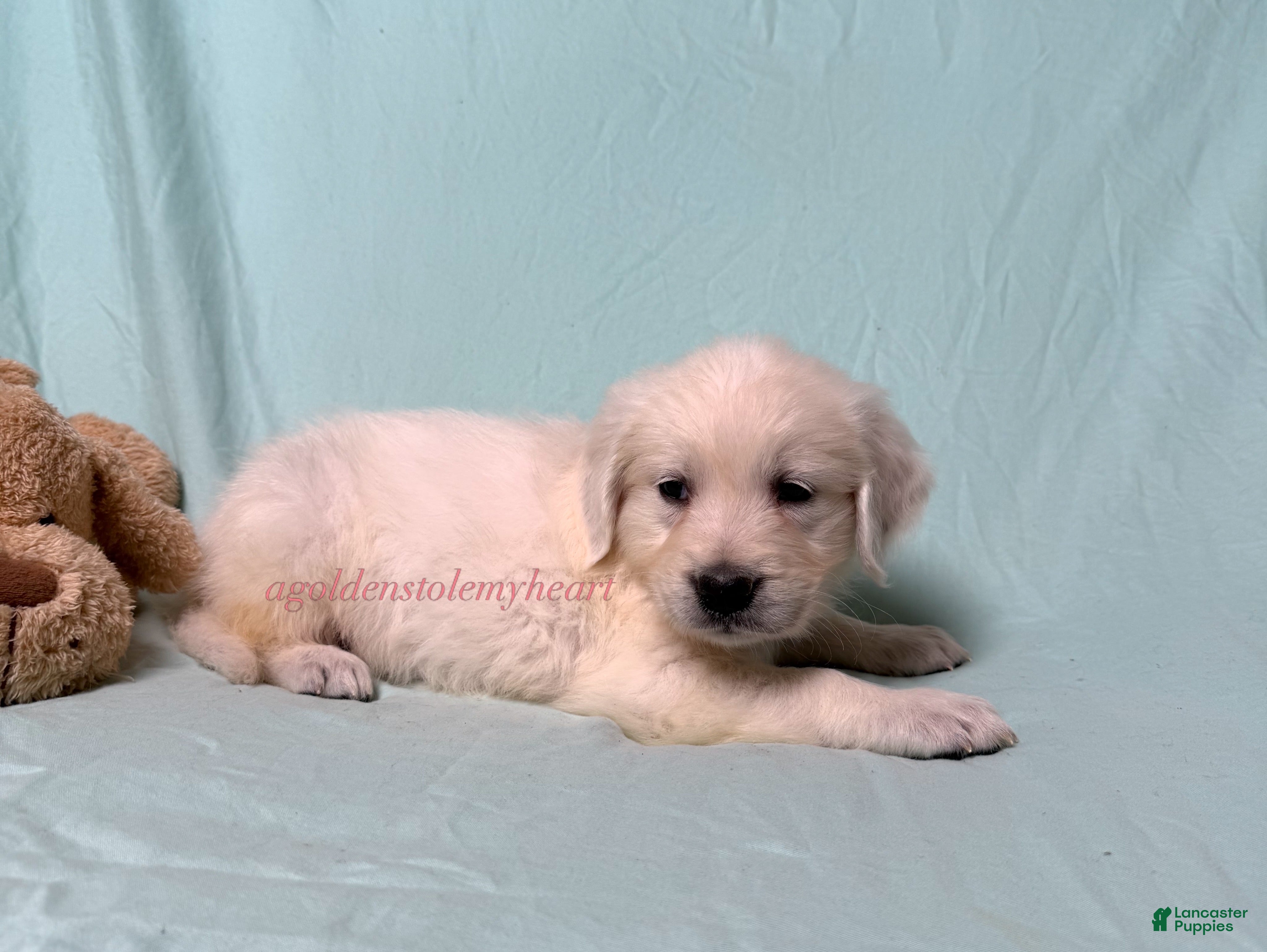 Golden Retriever dogs Maggie - Ad 1