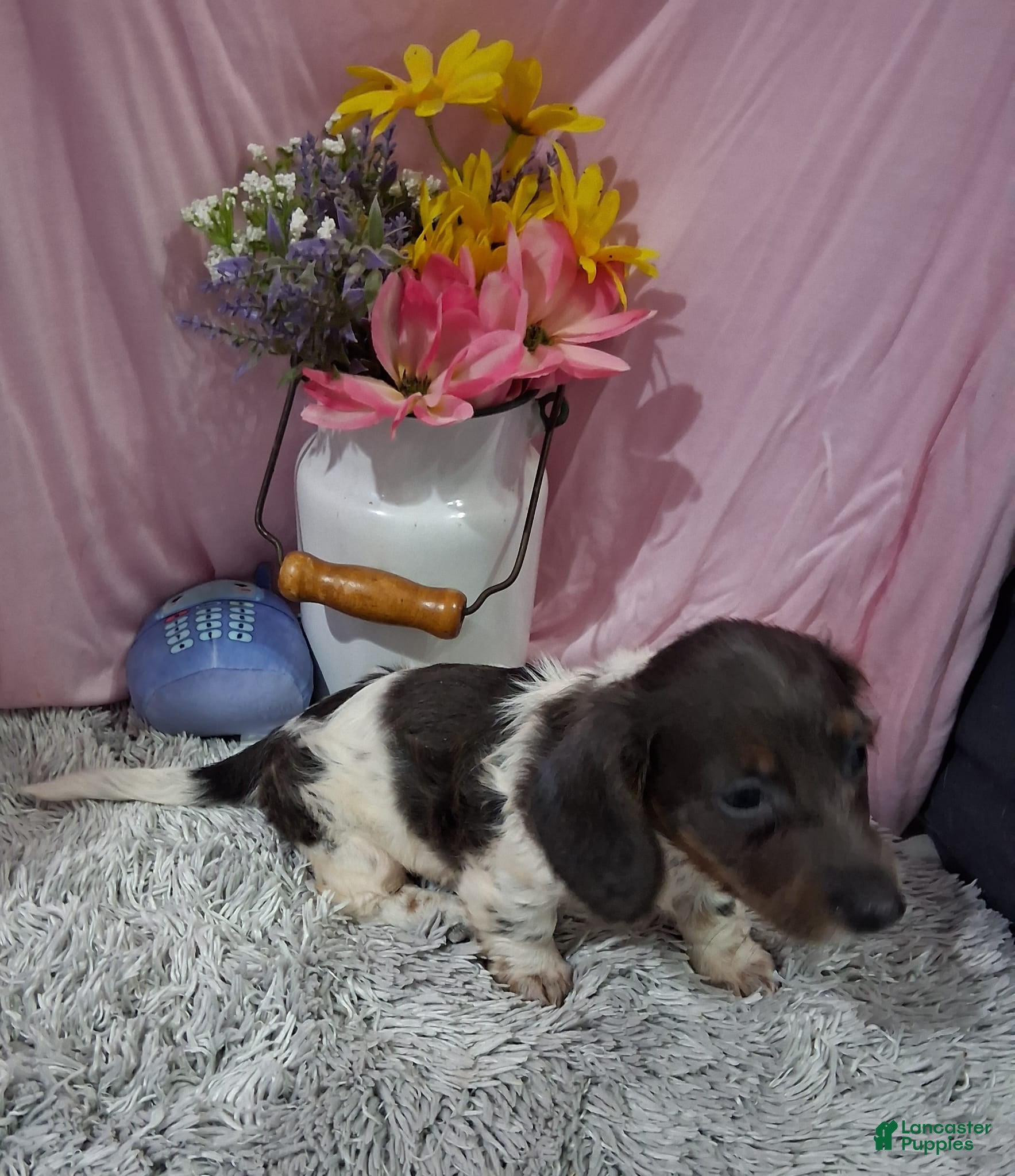 Miniature Dachshund dogs Miniature Dachshund 1 - Ad 2