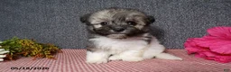 Havanese dogs for sale: Kelly - Ad 2
