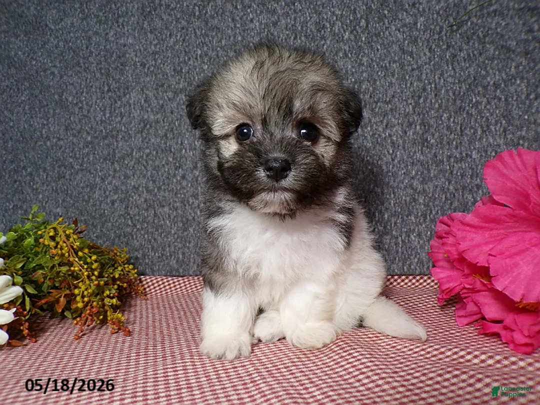 Havanese dogs for sale: Kelly - Ad 2