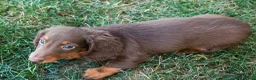 Miniature Dachshund dogs for sale: MARLEY - Ad 9