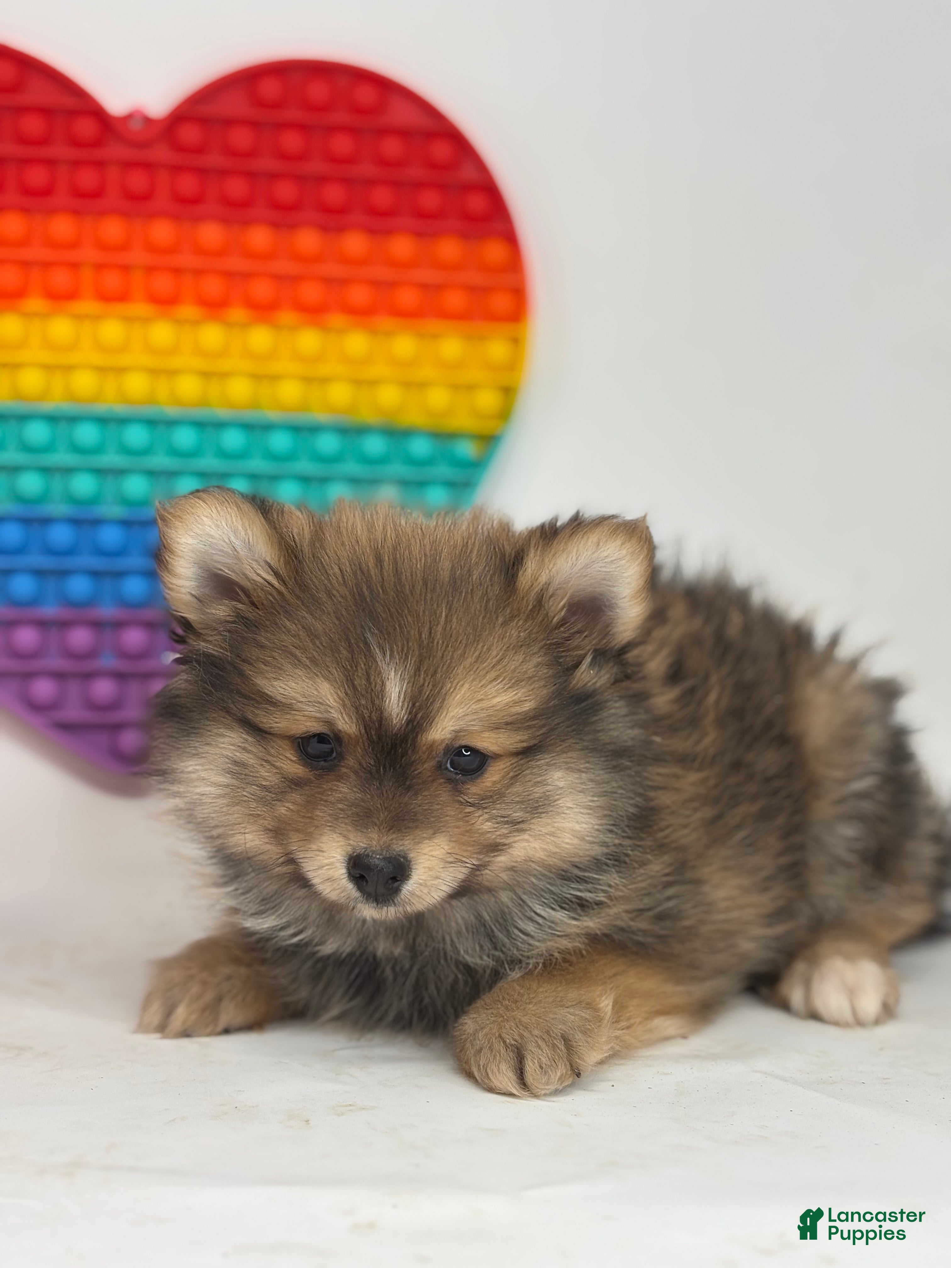 Pomsky dogs Marlin - Ad 2