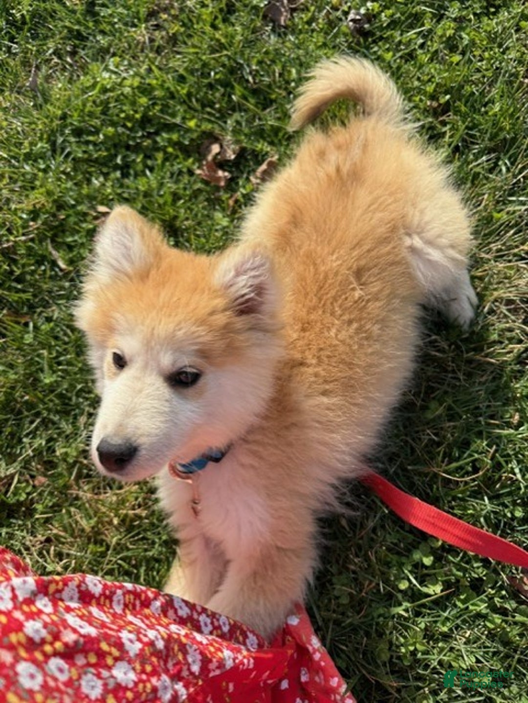 Pomsky dogs for sale: Chief - Ad 1