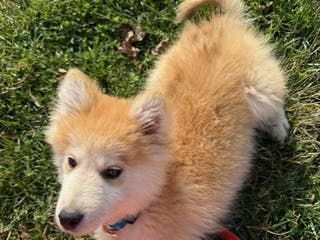 Pomsky dogs Chief - Ad 4