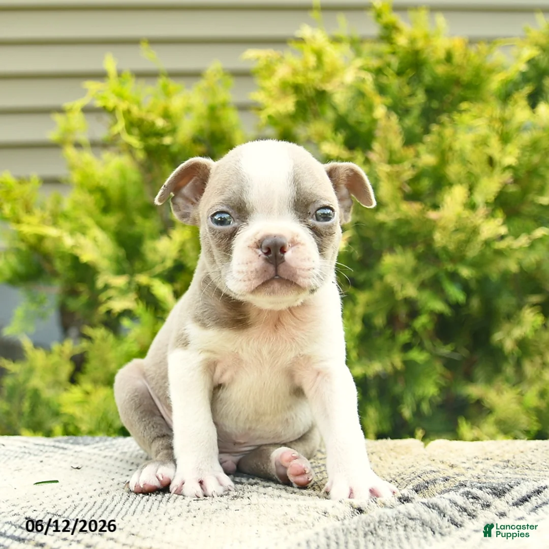 Boston Terrier dogs for sale: Bruno  - Ad 2