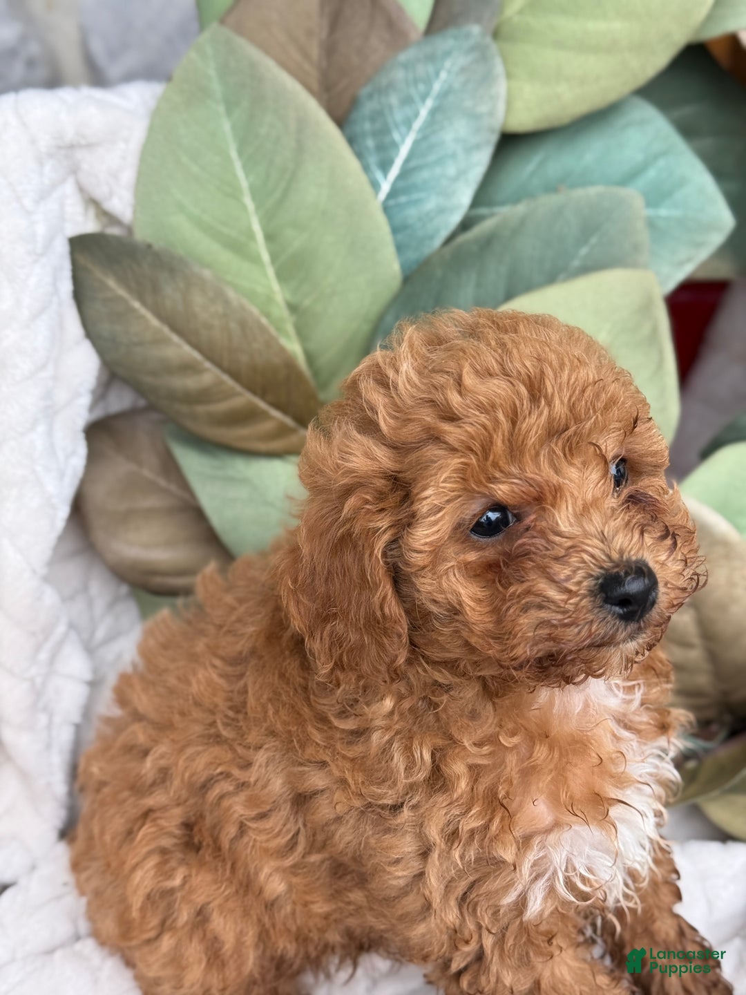 Toy Poodle dogs for sale: Kinsley - Ad 6