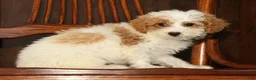 Miniature Poodle dogs for sale: Lilac - Ad 6