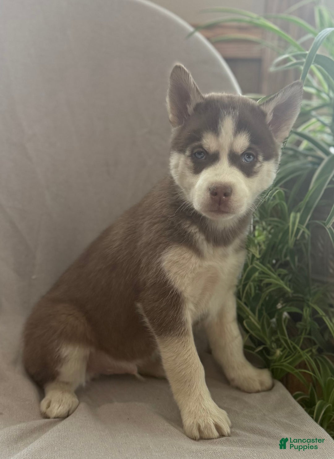 Siberian Husky dogs for sale: Lucky - Ad 10