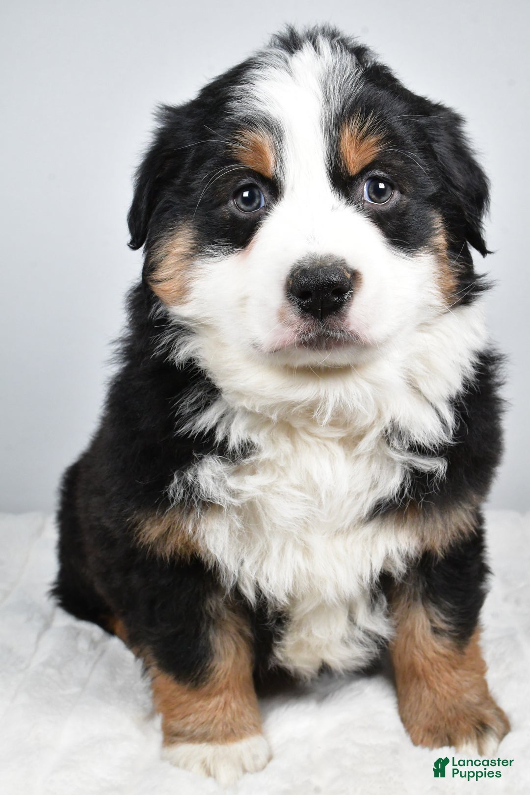 Australian Shepherd dogs for sale: Tommy - Ad 5