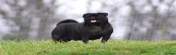 Pug dogs for sale: Carlos - Ad 9