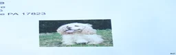 Cockapoo dogs for sale: Candy - Ad 4