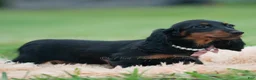 Miniature Dachshund dogs for sale: DeeDee - Ad 2