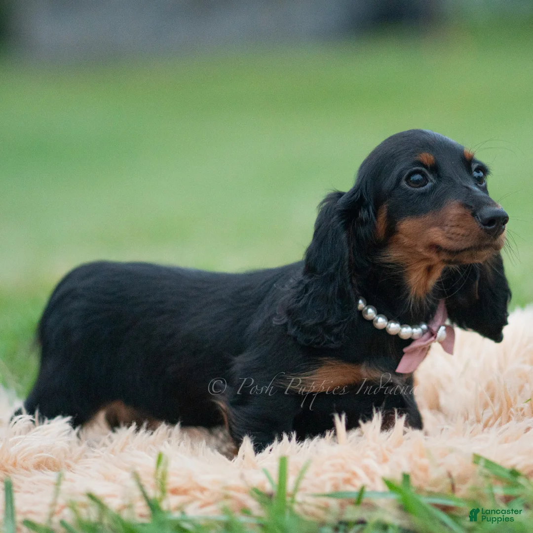 Miniature Dachshund dogs for sale: DeeDee - Ad 2