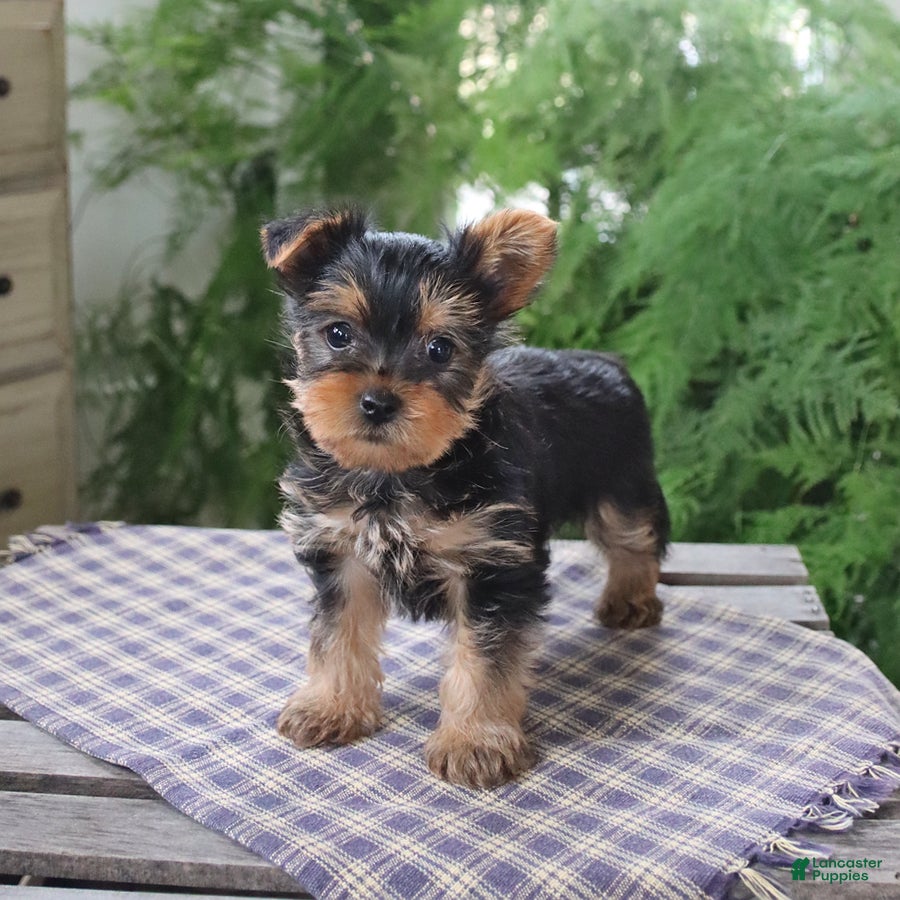 Yorkshire Terrier dogs Rover - Ad 1